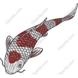 Koi Fish in and