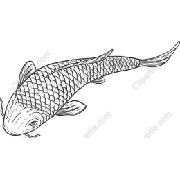 Elegant Koi Fish