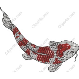 Elegant Koi Fish