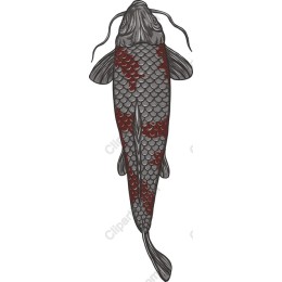 Koi Fish