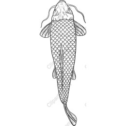 Elegant Koi Fish