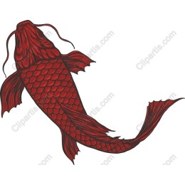 Red Koi Fish
