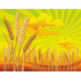 Golden Harvest Wheat