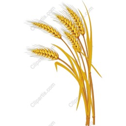 Golden Wheat Stalks