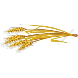 Golden Wheat
