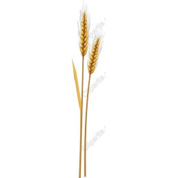 Golden Wheat Stalks