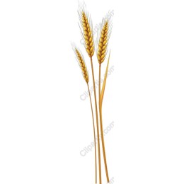 Golden Wheat Stalks