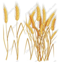 Golden Wheat Stalks