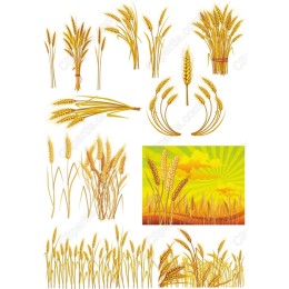 Wheat Set: Premium