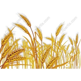 Golden Wheat