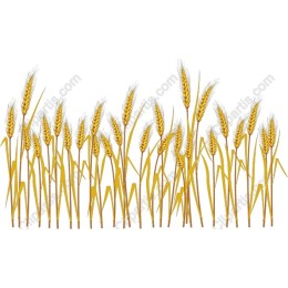 Golden Wheat Field