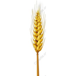 Golden Wheat Spike