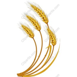 Golden Wheat Stalks