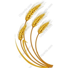 Golden Wheat Stalks