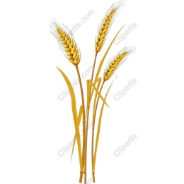 Golden Wheat