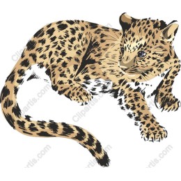Playful Leopard Cub
