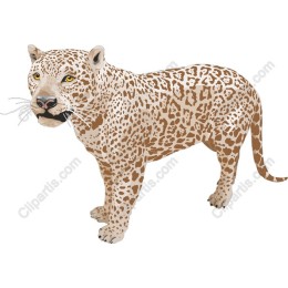 Majestic Leopard