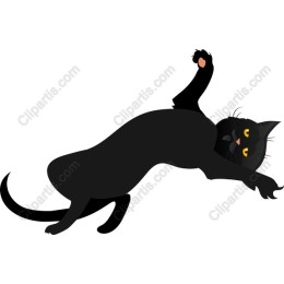 Playful Black Cat
