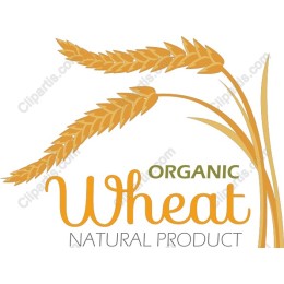 Organic Wheat