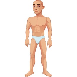 Muscular Male