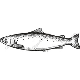 Hand-Drawn Salmon