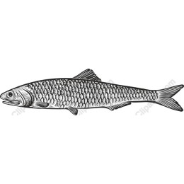 Vintage Fish