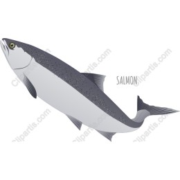 Salmon
