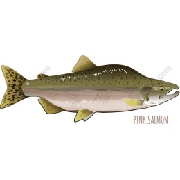 Pink Salmon