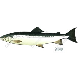 Premium Salmon