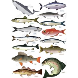 Aquatic Life Bundle - Detailed Fish s