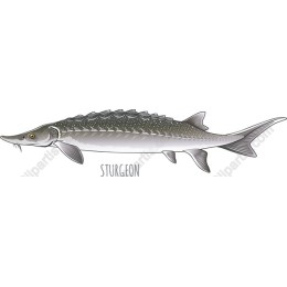 Sturgeon