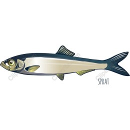 Sprat