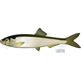 Sardine