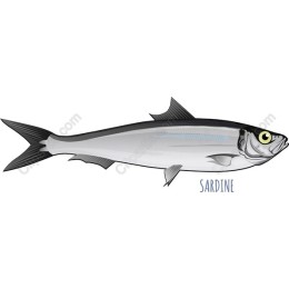 Premium Sardine