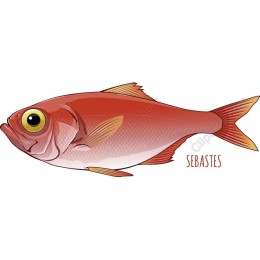 Sebastian Fish