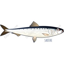 Sardine