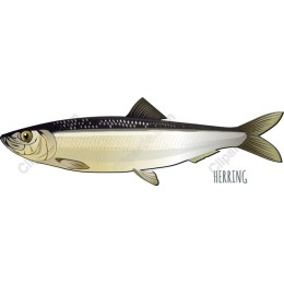 Herring