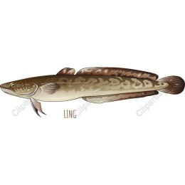 Ling Fish