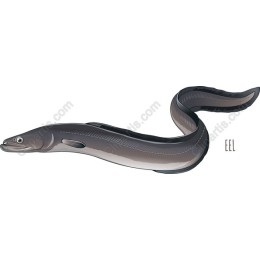 Eel