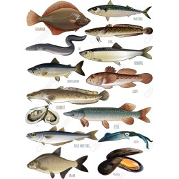 Sea Life Bundle