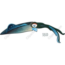 Vibrant Squid