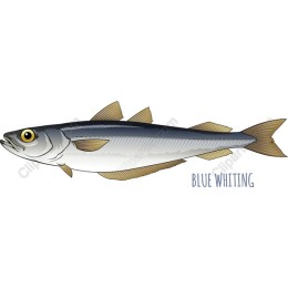 Blue Whiting