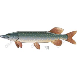 Pike - High-Quality
