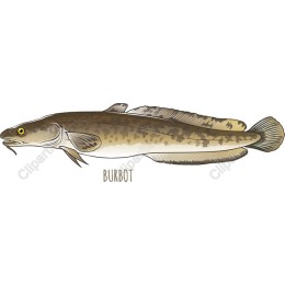 Burbot Fish