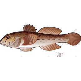 Goby Fish