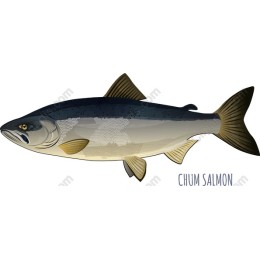 Chum Salmon
