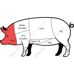 Pig Anatomy