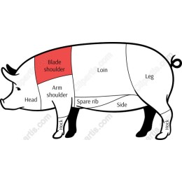 Pig Anatomy Educational