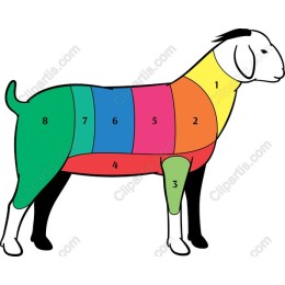 Goat Anatomy