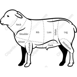 Sheep Anatomy
